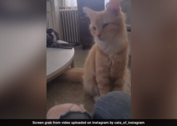 Adorable Cat Viral Video: Video Of Cat Bobbling Its Head Can Take Away Your Monday Blues
