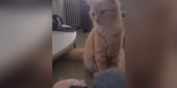 Adorable Cat Viral Video: Video Of Cat Bobbling Its Head Can Take Away Your Monday Blues