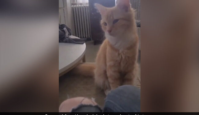 Adorable Cat Viral Video: Video Of Cat Bobbling Its Head Can Take Away Your Monday Blues