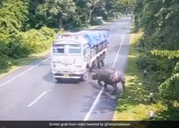 Kaziranga National Park Rhino Accident: Rhino Gets Hit By Truck In Assam Chief Minister Himanta Biswa Sarma Shares Clip