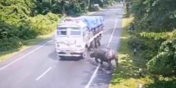 Kaziranga National Park Rhino Accident: Rhino Gets Hit By Truck In Assam Chief Minister Himanta Biswa Sarma Shares Clip