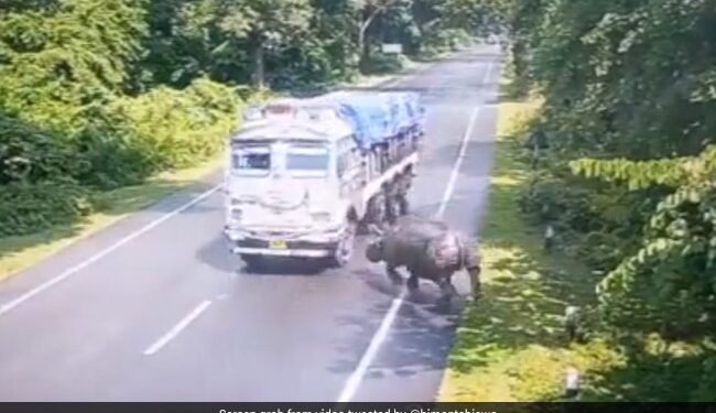 Kaziranga National Park Rhino Accident: Rhino Gets Hit By Truck In Assam Chief Minister Himanta Biswa Sarma Shares Clip