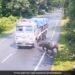 Kaziranga National Park Rhino Accident: Rhino Gets Hit By Truck In Assam Chief Minister Himanta Biswa Sarma Shares Clip