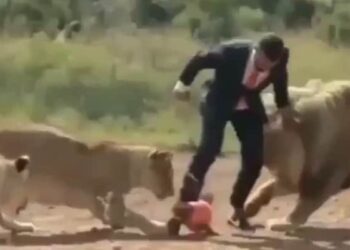 Watch Lion And Lioness Video: Man Playing Football With Liones Video Viral On Social Media