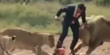 Watch Lion And Lioness Video: Man Playing Football With Liones Video Viral On Social Media