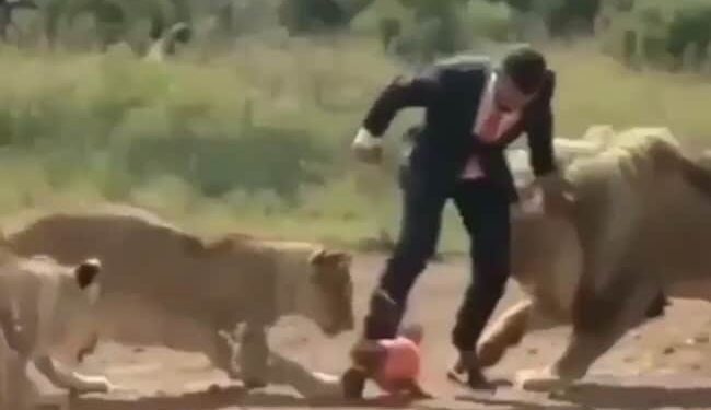 Watch Lion And Lioness Video: Man Playing Football With Liones Video Viral On Social Media