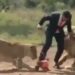 Watch Lion And Lioness Video: Man Playing Football With Liones Video Viral On Social Media