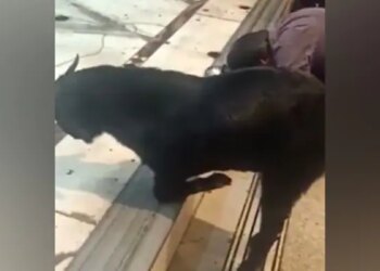 Video Of Goat Taking Blessings By Bowing Its Head On The Steps Of The Temple During Aarti Goes Viral
