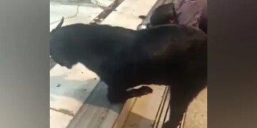 Video Of Goat Taking Blessings By Bowing Its Head On The Steps Of The Temple During Aarti Goes Viral