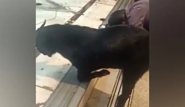 Video Of Goat Taking Blessings By Bowing Its Head On The Steps Of The Temple During Aarti Goes Viral