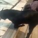 Video Of Goat Taking Blessings By Bowing Its Head On The Steps Of The Temple During Aarti Goes Viral