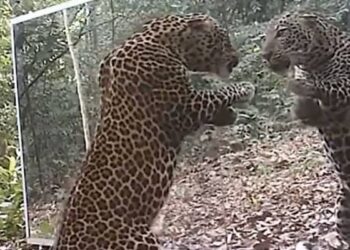 Leopard In Mirrors Hilarious Reactions: Leopard Reacts To Seeing Himself In A Mirror | Cheetah Sees Herself In The Mirror