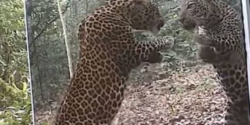 Leopard In Mirrors Hilarious Reactions: Leopard Reacts To Seeing Himself In A Mirror | Cheetah Sees Herself In The Mirror