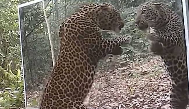 Leopard In Mirrors Hilarious Reactions: Leopard Reacts To Seeing Himself In A Mirror | Cheetah Sees Herself In The Mirror
