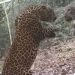 Leopard In Mirrors Hilarious Reactions: Leopard Reacts To Seeing Himself In A Mirror | Cheetah Sees Herself In The Mirror