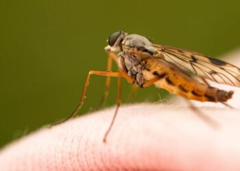 Why Some People Gets More Mosquitoes Bites Than Others New Research Explains – कुछ लोगों को दूसरों से ज़्यादा मच्छर क्यों काटते हैं? वैज्ञानिकों ने दिया यह जवाब