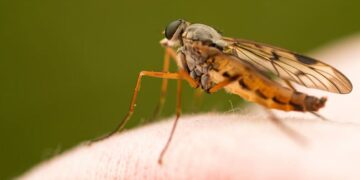 Why Some People Gets More Mosquitoes Bites Than Others New Research Explains – कुछ लोगों को दूसरों से ज़्यादा मच्छर क्यों काटते हैं? वैज्ञानिकों ने दिया यह जवाब