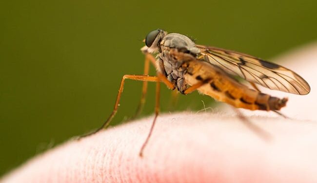Why Some People Gets More Mosquitoes Bites Than Others New Research Explains – कुछ लोगों को दूसरों से ज़्यादा मच्छर क्यों काटते हैं? वैज्ञानिकों ने दिया यह जवाब