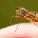Why Some People Gets More Mosquitoes Bites Than Others New Research Explains – कुछ लोगों को दूसरों से ज़्यादा मच्छर क्यों काटते हैं? वैज्ञानिकों ने दिया यह जवाब