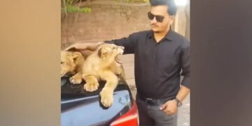 Man Tries To Pet Lion Cubs By Touching Them With His Hand Then What Happened Next In Viral Video