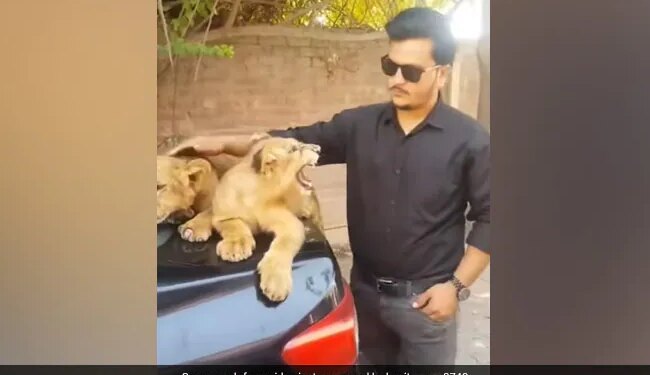Man Tries To Pet Lion Cubs By Touching Them With His Hand Then What Happened Next In Viral Video