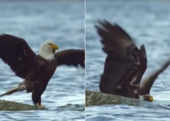 Video Of Eagle Coming To Hunt Crab Goes Viral: Eagle Got In Bad Condition Due To The Crab Hunting