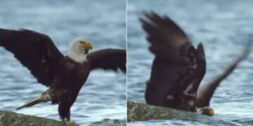 Video Of Eagle Coming To Hunt Crab Goes Viral: Eagle Got In Bad Condition Due To The Crab Hunting