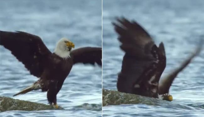 Video Of Eagle Coming To Hunt Crab Goes Viral: Eagle Got In Bad Condition Due To The Crab Hunting
