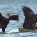 Video Of Eagle Coming To Hunt Crab Goes Viral: Eagle Got In Bad Condition Due To The Crab Hunting