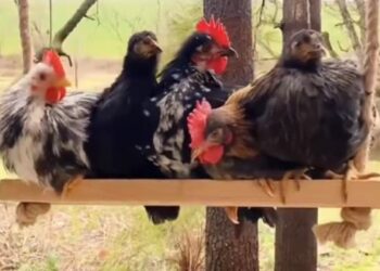 Why Are Many Chickens Swinging Together, Why This Video Went Viral On Social Media?
