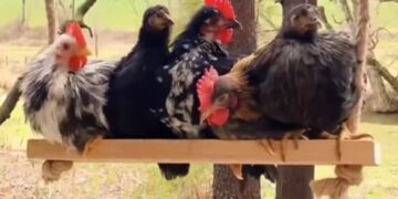 Why Are Many Chickens Swinging Together, Why This Video Went Viral On Social Media?