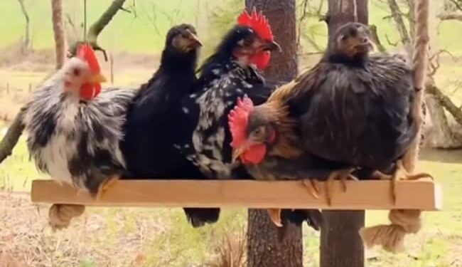 Why Are Many Chickens Swinging Together, Why This Video Went Viral On Social Media?