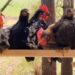Why Are Many Chickens Swinging Together, Why This Video Went Viral On Social Media?