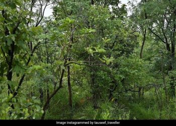 तस्वीर में छिपा है एक ख़तरनाक  बाघ, लेकिन लोग खोज नहीं पा रहे हैं, 17 सेकंड में खोज कर दिखाएं