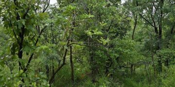 तस्वीर में छिपा है एक ख़तरनाक  बाघ, लेकिन लोग खोज नहीं पा रहे हैं, 17 सेकंड में खोज कर दिखाएं