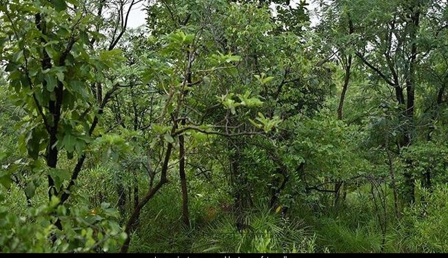 तस्वीर में छिपा है एक ख़तरनाक  बाघ, लेकिन लोग खोज नहीं पा रहे हैं, 17 सेकंड में खोज कर दिखाएं