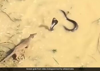King Cobra And Mongoose Get Into Dangerous Fight Snake Was Attacking Then What Happened Next In Shocking Video