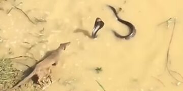 King Cobra And Mongoose Get Into Dangerous Fight Snake Was Attacking Then What Happened Next In Shocking Video