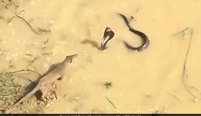 King Cobra And Mongoose Get Into Dangerous Fight Snake Was Attacking Then What Happened Next In Shocking Video
