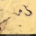 King Cobra And Mongoose Get Into Dangerous Fight Snake Was Attacking Then What Happened Next In Shocking Video
