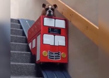 Heart Touching Dog Video: Dog Had Trouble With His Feet So The Owner Made The Lift Video Viral