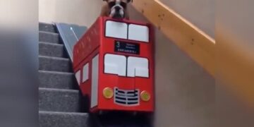 Heart Touching Dog Video: Dog Had Trouble With His Feet So The Owner Made The Lift Video Viral