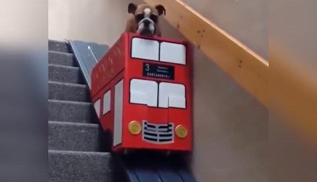 Heart Touching Dog Video: Dog Had Trouble With His Feet So The Owner Made The Lift Video Viral