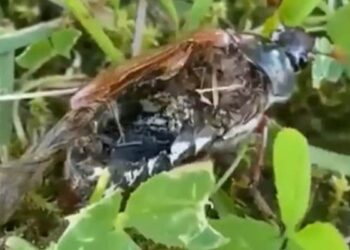 Neuroparasite Turns Dead Bug Into Zombie After Taking Control Of Brain Watch Viral Video