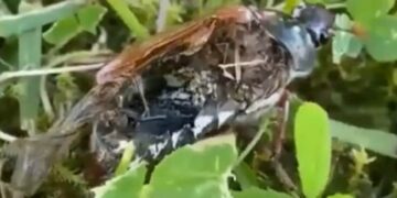 Neuroparasite Turns Dead Bug Into Zombie After Taking Control Of Brain Watch Viral Video
