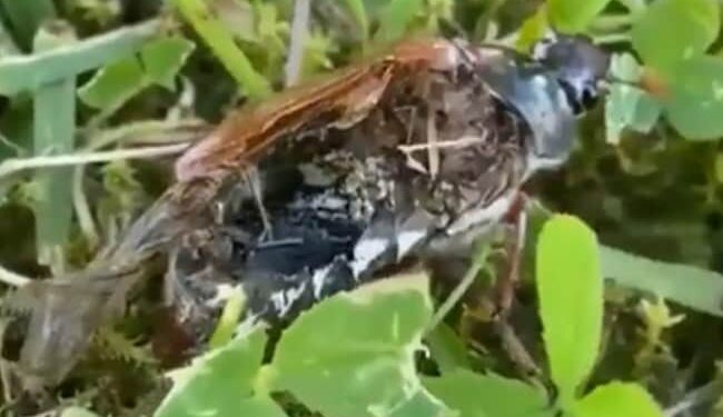 Neuroparasite Turns Dead Bug Into Zombie After Taking Control Of Brain Watch Viral Video