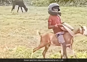 Boy Riding A Goat Wearing A Helmet With Swag Then This Happened You Will Not Stop Laughing Watch Viral Video