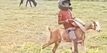 Boy Riding A Goat Wearing A Helmet With Swag Then This Happened You Will Not Stop Laughing Watch Viral Video