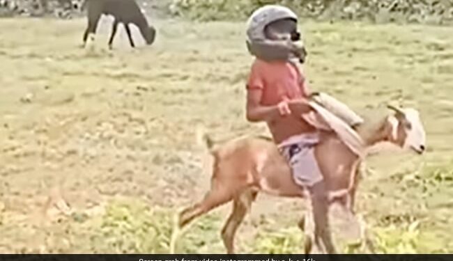 Boy Riding A Goat Wearing A Helmet With Swag Then This Happened You Will Not Stop Laughing Watch Viral Video