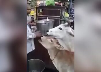 WATCH: Cow And Calf Eat Gol Gappe Pani Puri In Uttar Lucknow Pradesh